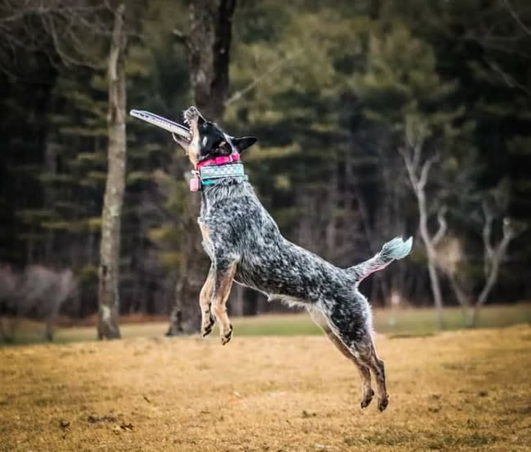 Millie AKA The Masked Millie, an Australian Cattle Dog tested with EmbarkVet.com