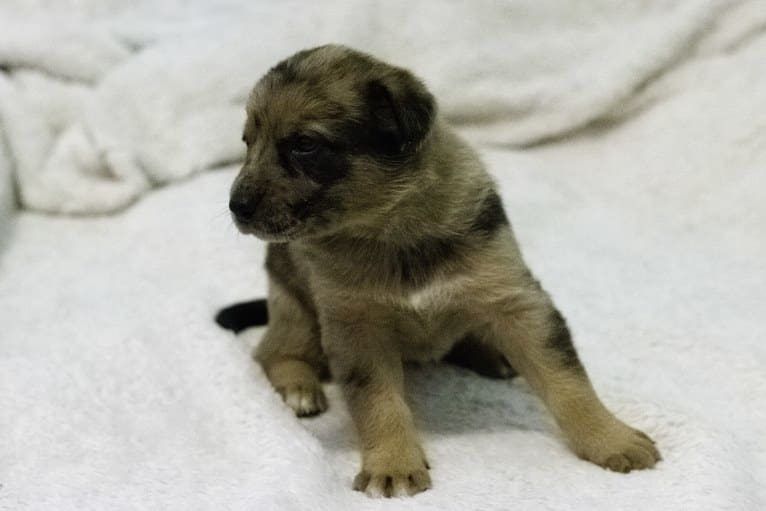 Tsunami (Sue), a Catahoula Leopard Dog and German Shepherd Dog mix tested with EmbarkVet.com