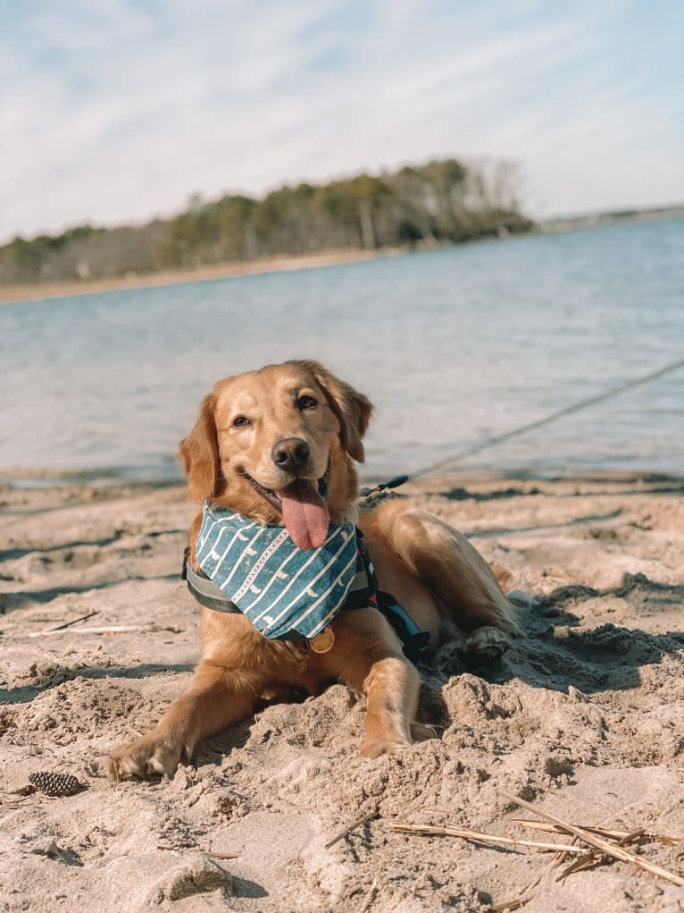 Marley, a Golden Retriever tested with EmbarkVet.com