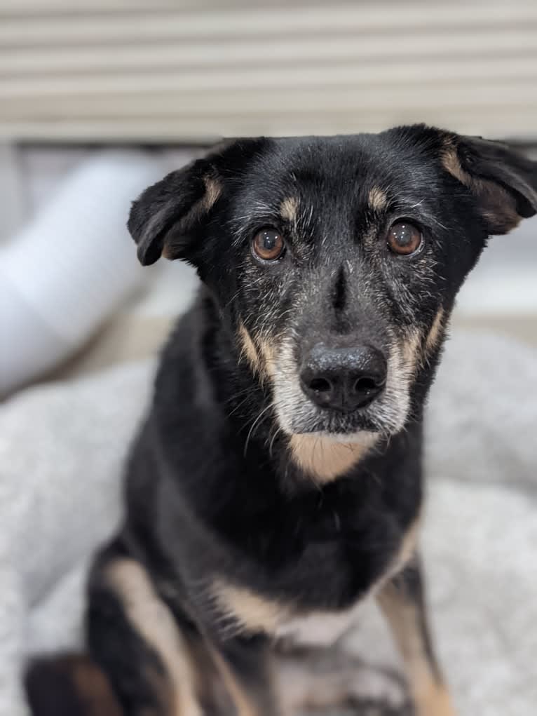 Betty, a Southeast Asian Village Dog tested with EmbarkVet.com