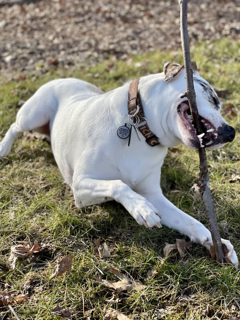 Picnic, an Australian Cattle Dog and Australian Shepherd mix tested with EmbarkVet.com