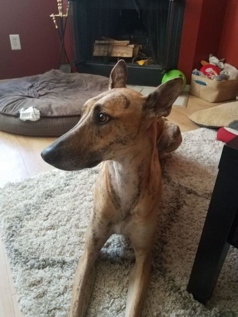Tiger, a Greyhound and Belgian Malinois mix tested with EmbarkVet.com