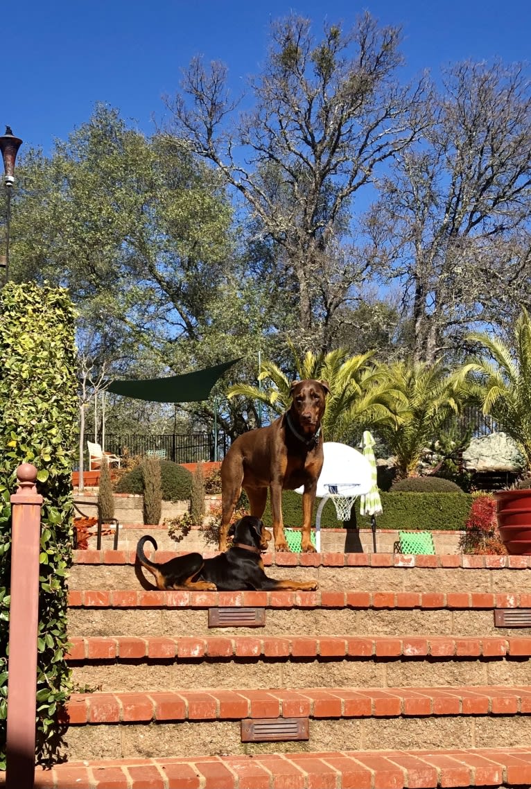 Vlade, a Doberman Pinscher and Labrador Retriever mix tested with EmbarkVet.com