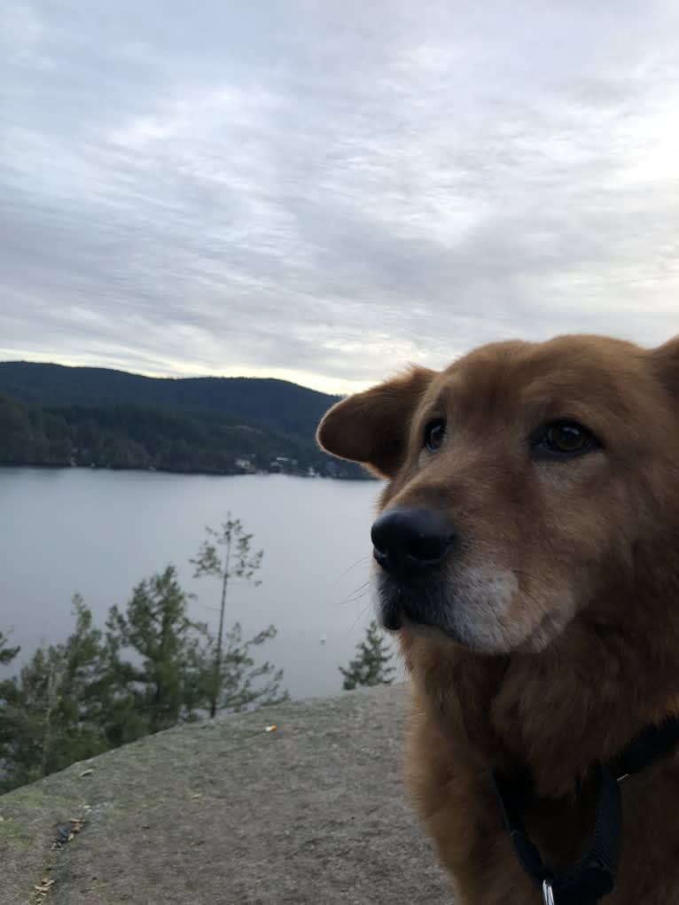 Sunny, a Chow Chow and Australian Cattle Dog mix tested with EmbarkVet.com