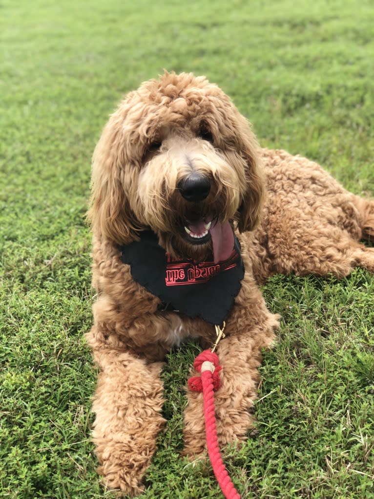 Brodie, a Goldendoodle tested with EmbarkVet.com