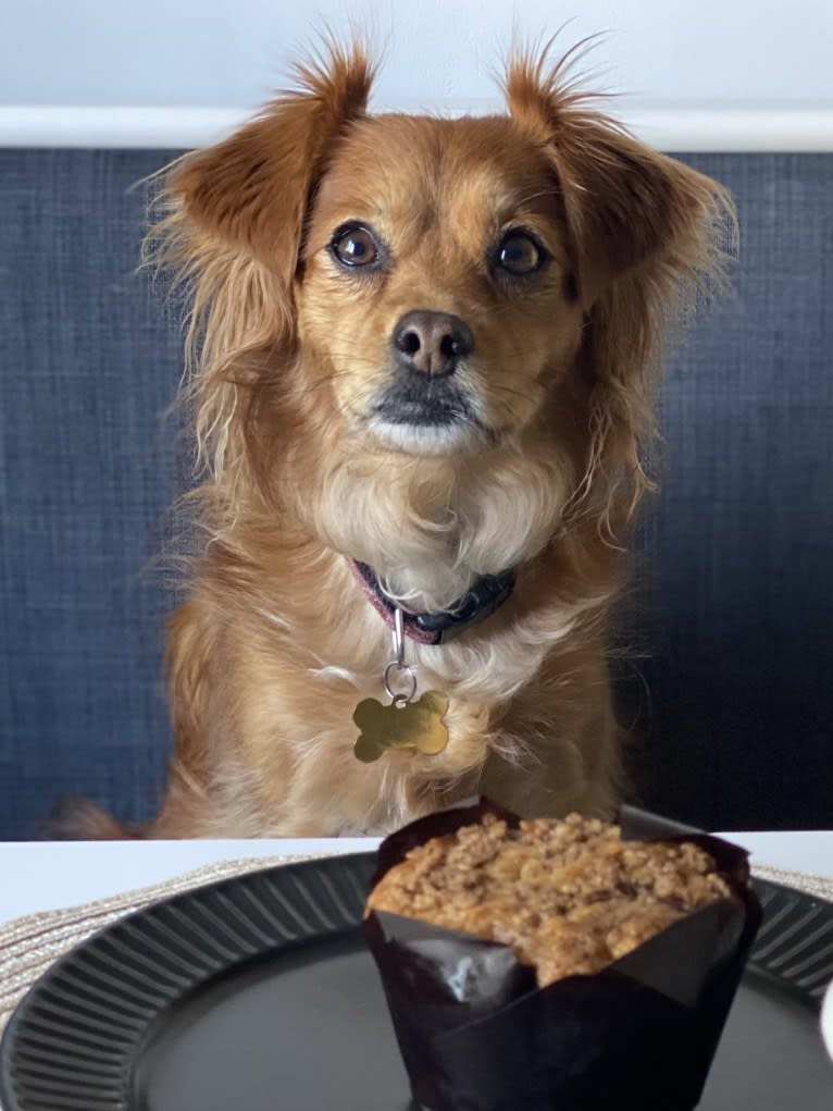 Ajuni, a Chihuahua and Dachshund mix tested with EmbarkVet.com