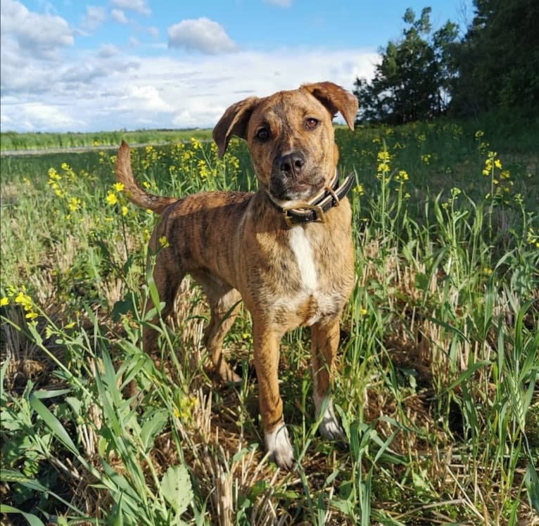 Boston, an American Pit Bull Terrier and Saint Bernard mix tested with EmbarkVet.com