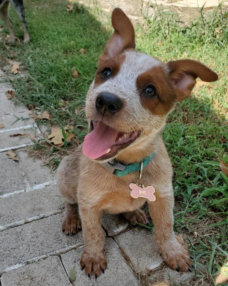 Bluebonnet Heelers Ruby, an Australian Cattle Dog tested with EmbarkVet.com