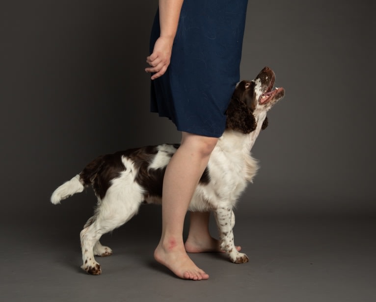 Earl, an English Springer Spaniel tested with EmbarkVet.com