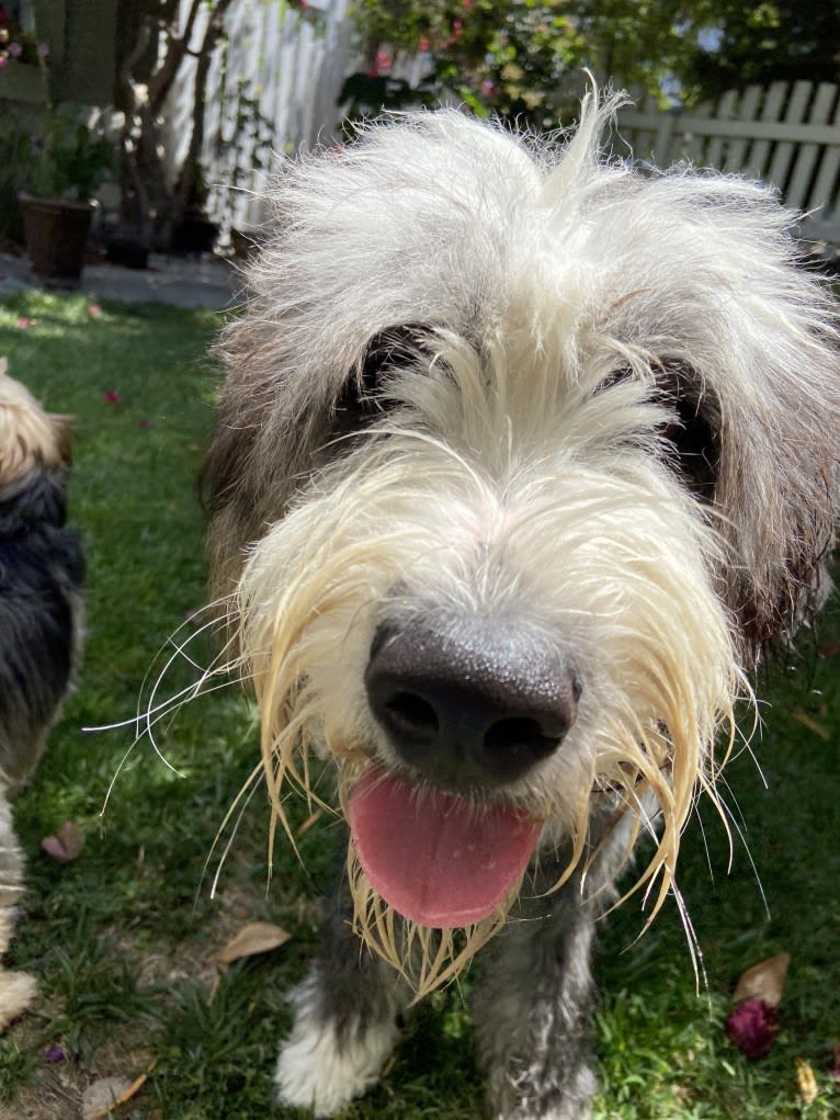 Lulu, a Saint Bernard and Old English Sheepdog mix tested with EmbarkVet.com