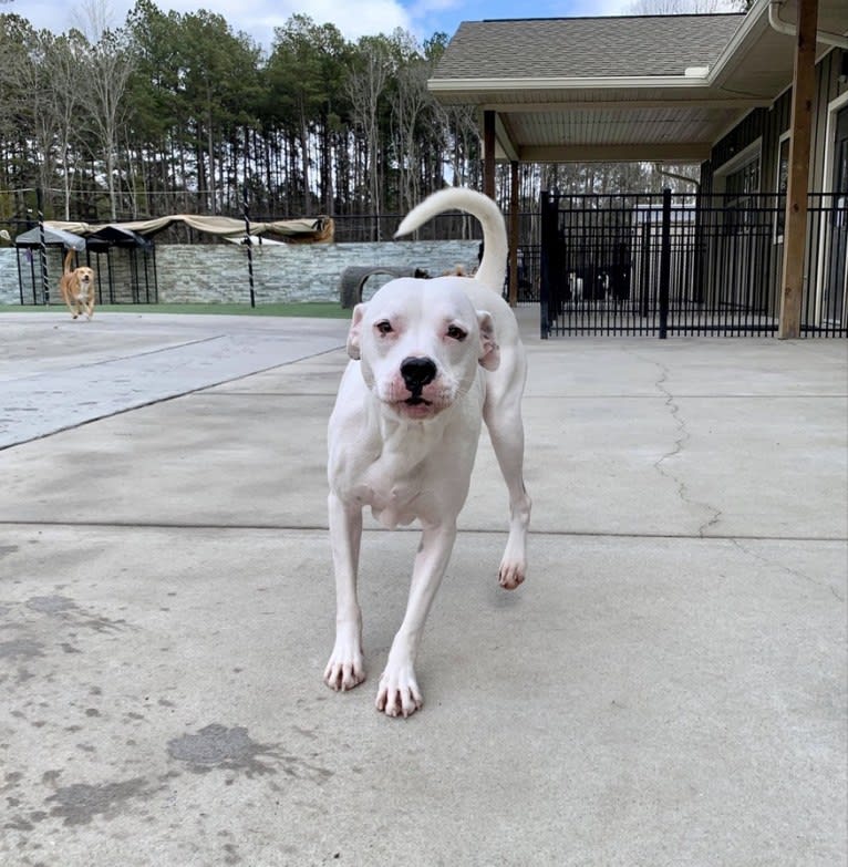 Tiptoe, an American Pit Bull Terrier and Great Pyrenees mix tested with EmbarkVet.com