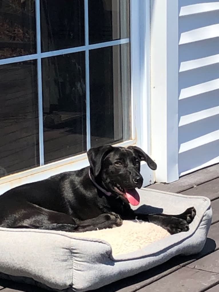 Grace, a Labrador Retriever and American Foxhound mix tested with EmbarkVet.com