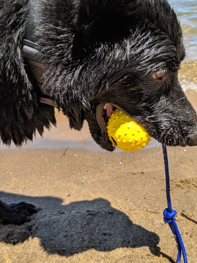 Argo Von Reichenberg, a German Shepherd Dog tested with EmbarkVet.com