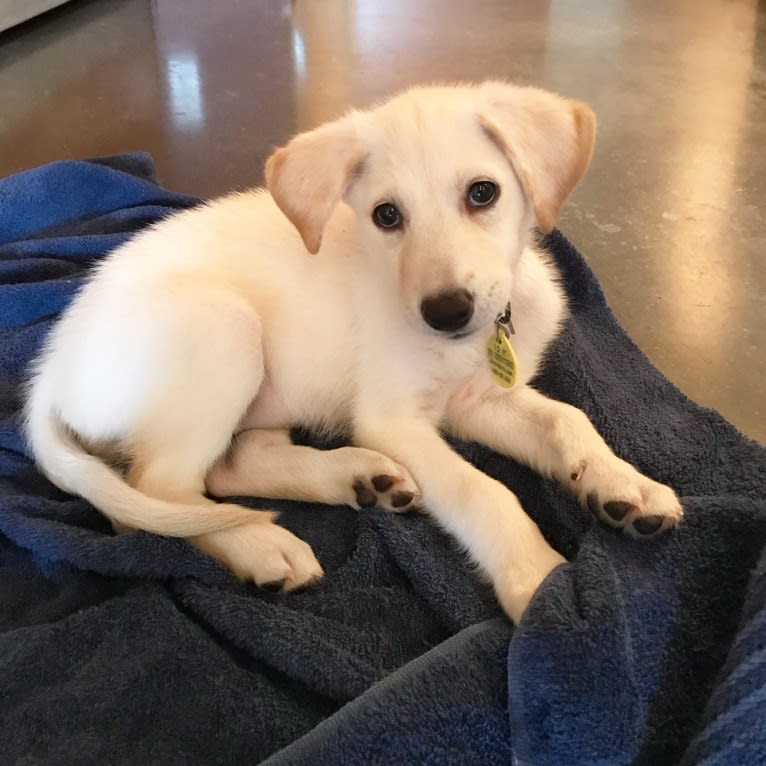 Ella, a Labrador Retriever and Siberian Husky mix tested with EmbarkVet.com