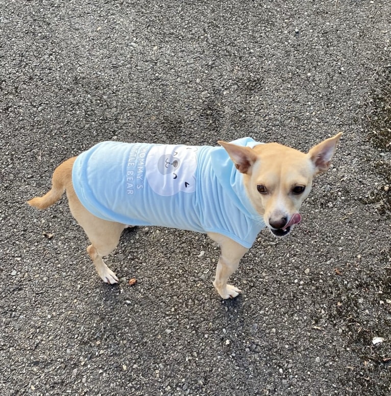 Taco, a Chihuahua and Dachshund mix tested with EmbarkVet.com