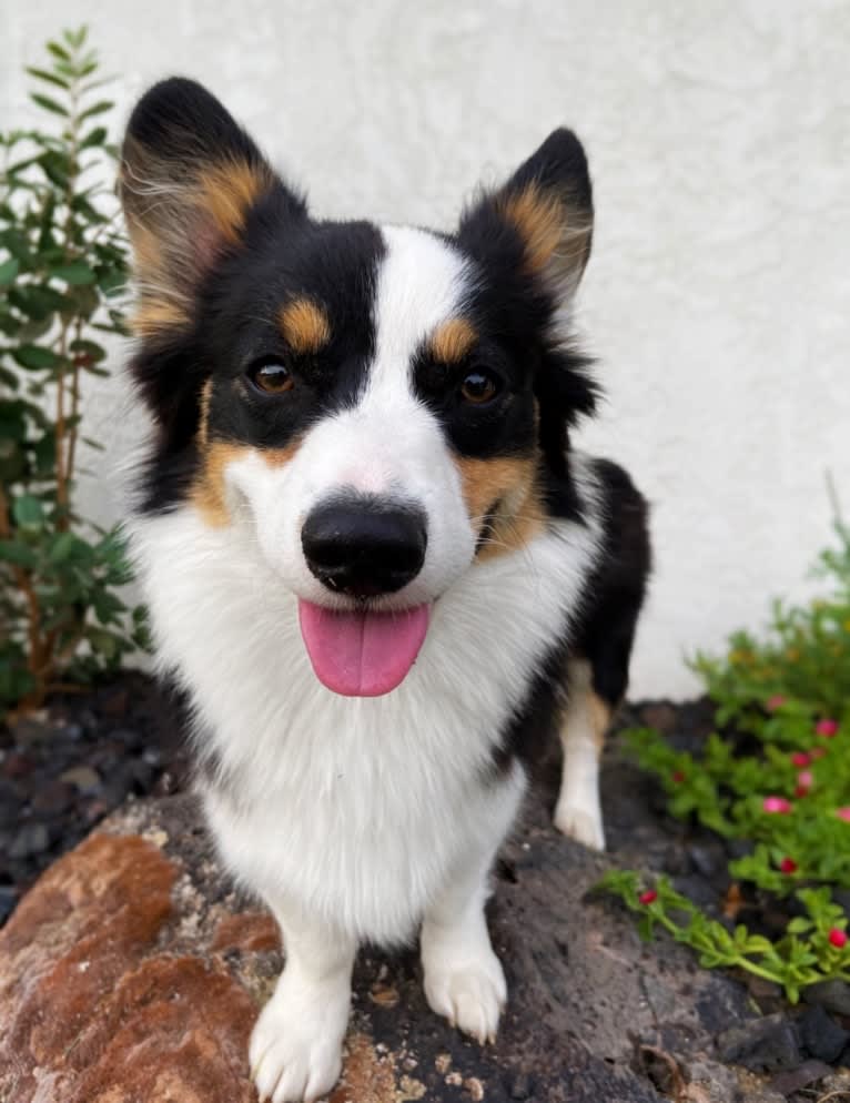 Savi, a Pembroke Welsh Corgi tested with EmbarkVet.com