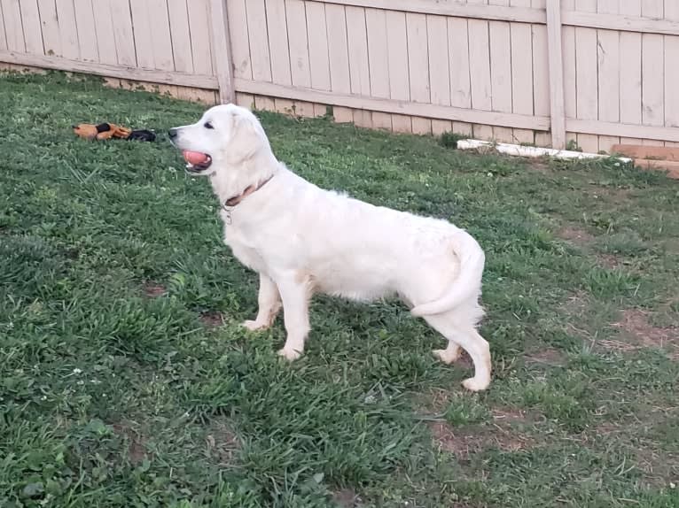 Zahavah, a Golden Retriever tested with EmbarkVet.com