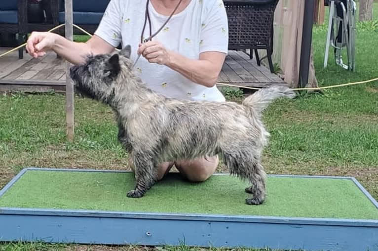 Bristle, a Cairn Terrier tested with EmbarkVet.com