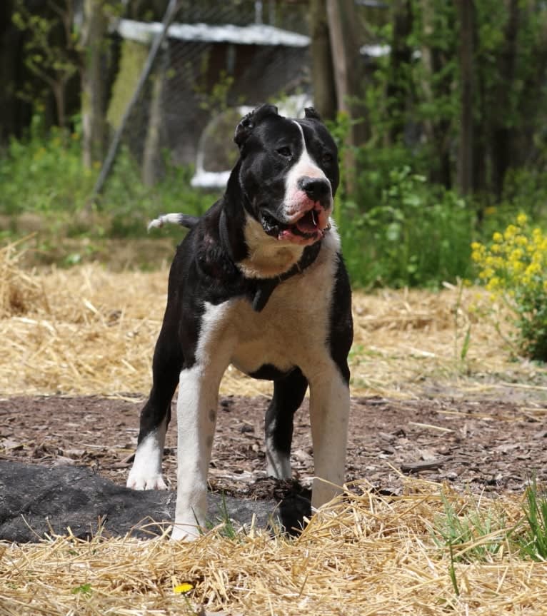 Tuxedo, a Perro de Presa Canario tested with EmbarkVet.com