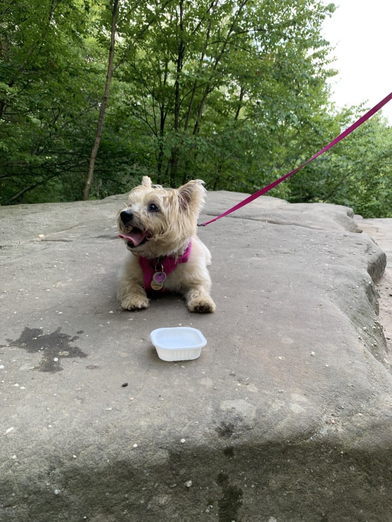 Lola, a Cairn Terrier tested with EmbarkVet.com