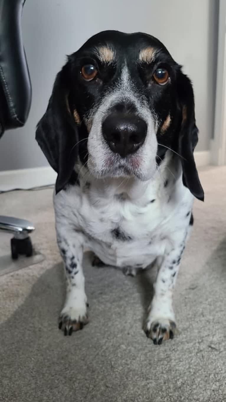 Donnie, a Beagle tested with EmbarkVet.com