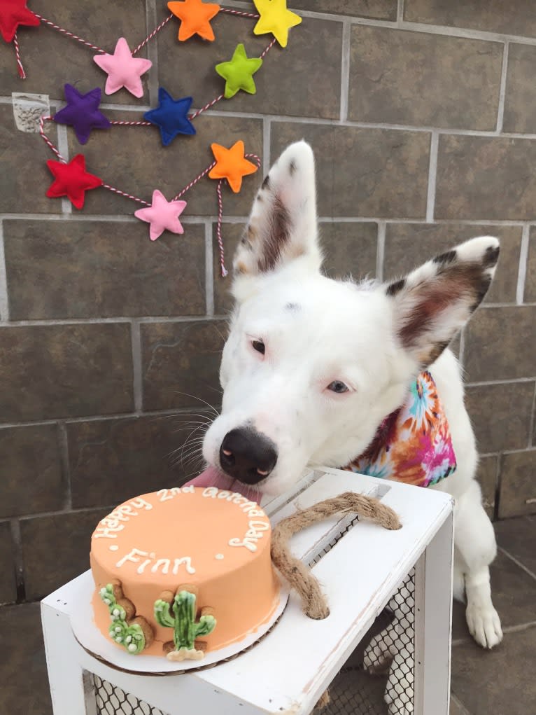 Finn, an Australian Cattle Dog and Australian Shepherd mix tested with EmbarkVet.com