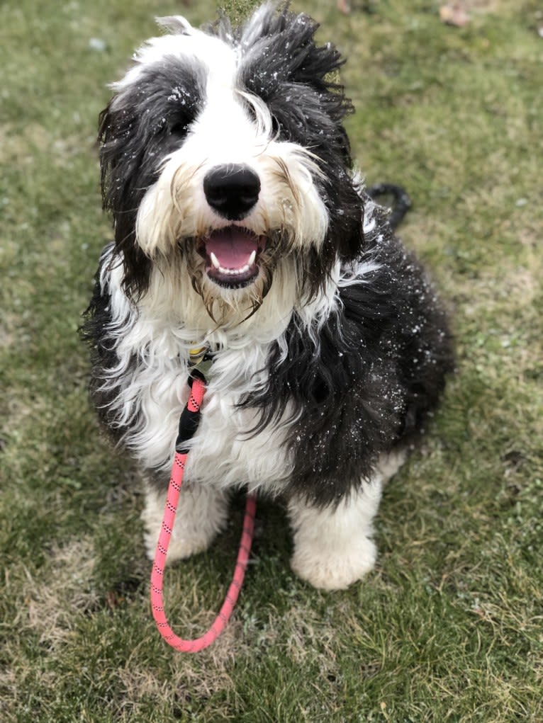 Cokie, a Bernese Mountain Dog and Old English Sheepdog mix tested with EmbarkVet.com