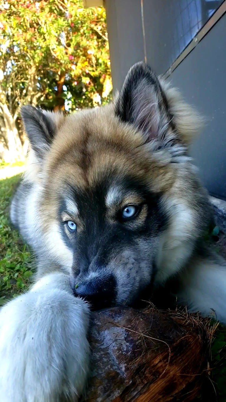 KYLO, a Siberian Husky tested with EmbarkVet.com