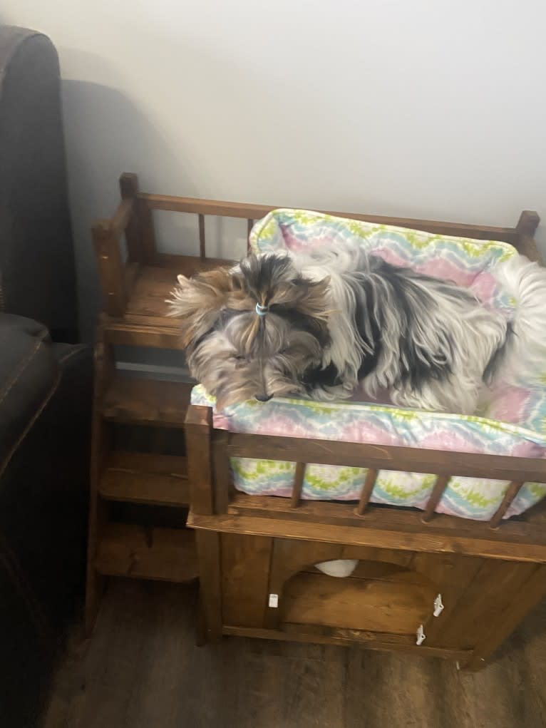 Simba, a Biewer Terrier tested with EmbarkVet.com