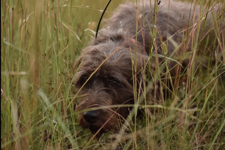 Foothills Ada Reece, a Pudelpointer tested with EmbarkVet.com