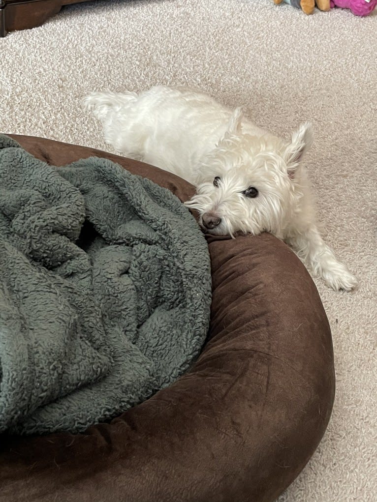 Dylan, a West Highland White Terrier tested with EmbarkVet.com