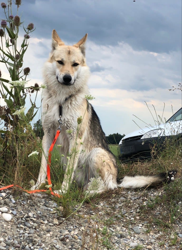 Freki a dog tested with EmbarkVet.com