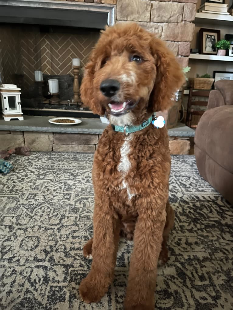 Figgy, a Goldendoodle tested with EmbarkVet.com