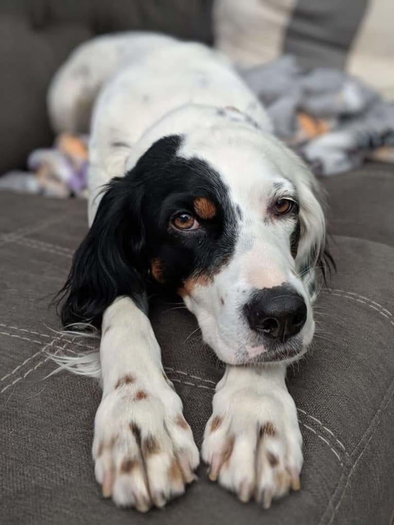 Gemma, a Llewellin Setter tested with EmbarkVet.com