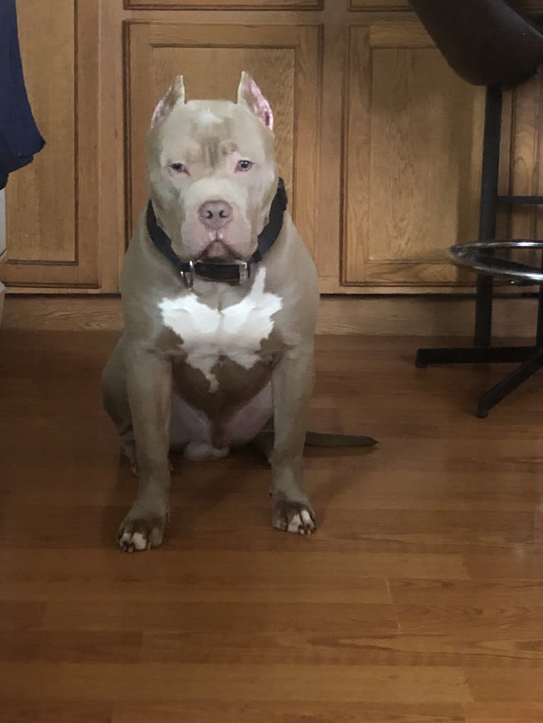 Giannis, an American Bully tested with EmbarkVet.com