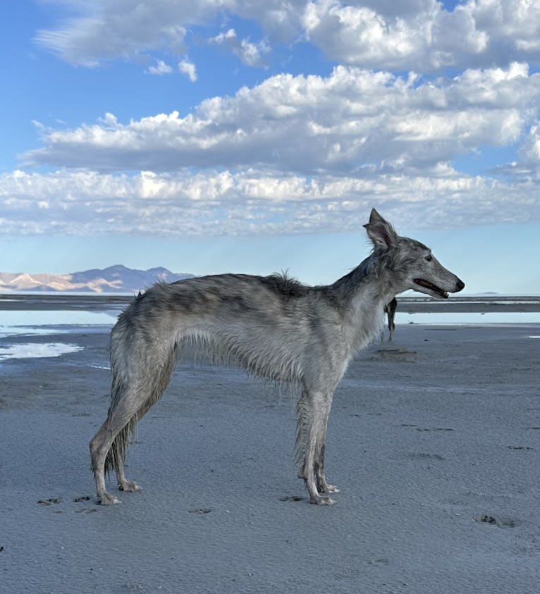 Aelin, a Silken Windhound tested with EmbarkVet.com