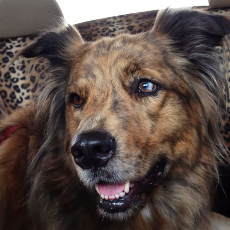 Tyler, a Chow Chow and American Pit Bull Terrier mix tested with EmbarkVet.com