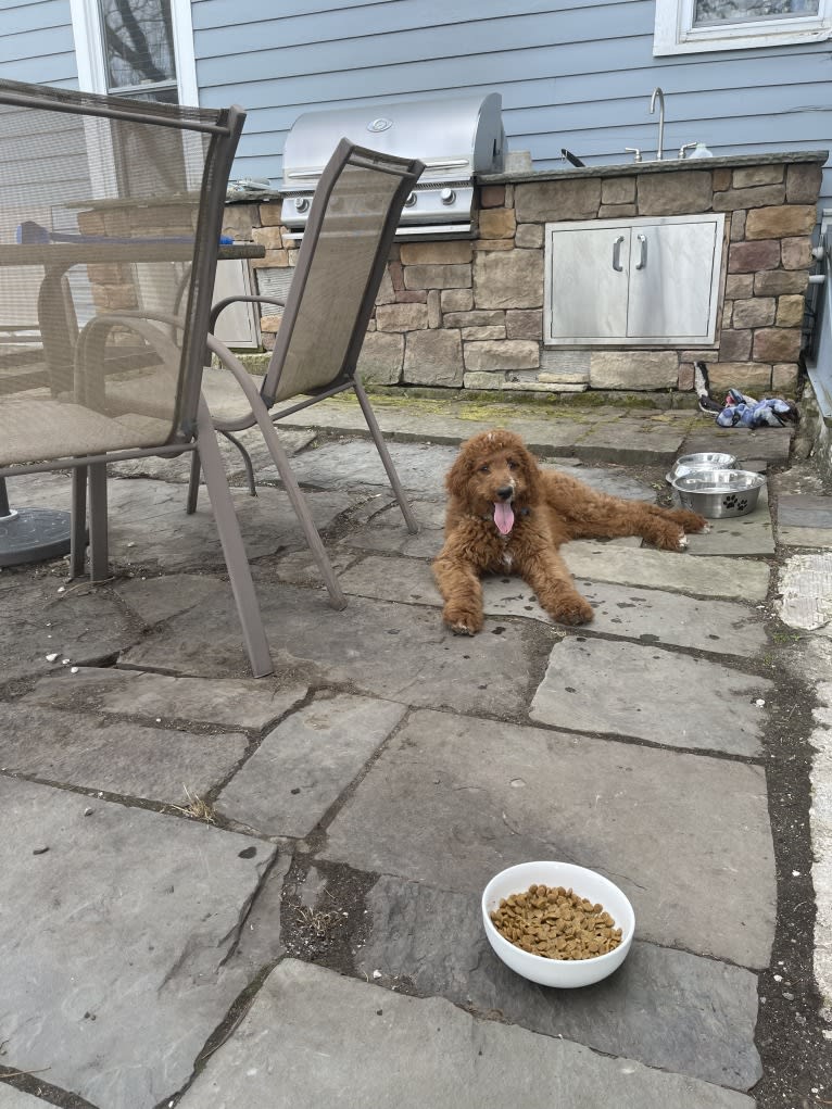 Figgy, a Goldendoodle tested with EmbarkVet.com