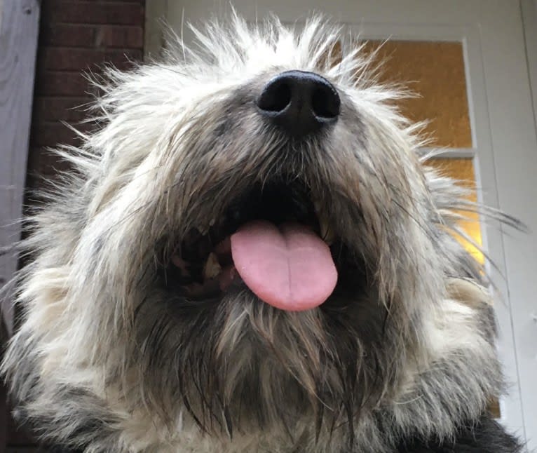 Dolly, a Central Asian Village Dog tested with EmbarkVet.com