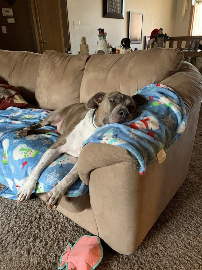 Rigby, an American Bully tested with EmbarkVet.com