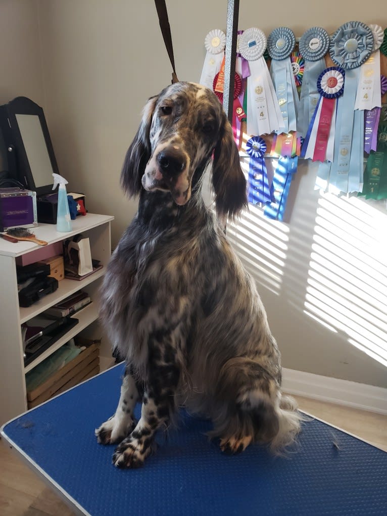 Kent, an English Setter tested with EmbarkVet.com