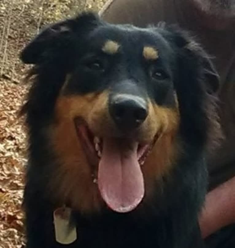 Zuess, an English Shepherd tested with EmbarkVet.com