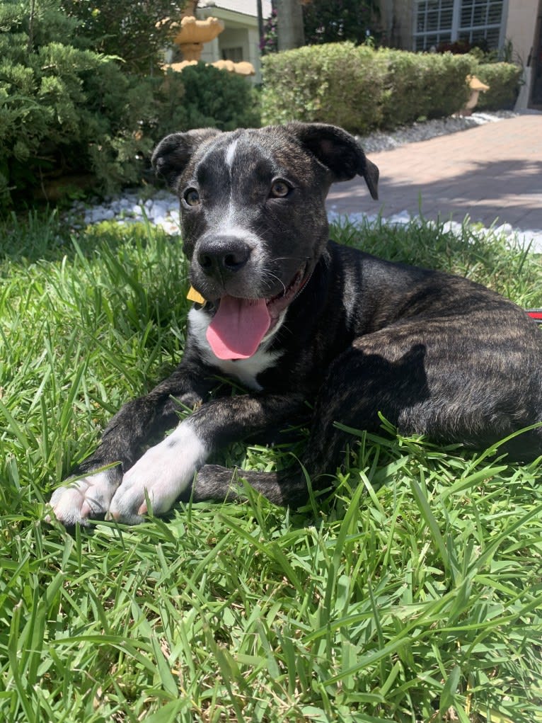 Leo, an American Pit Bull Terrier and American Staffordshire Terrier mix tested with EmbarkVet.com