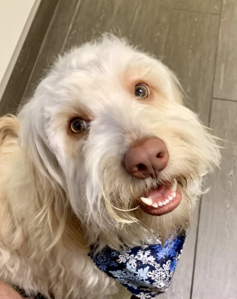 Toby-Joe, a Cocker Spaniel and Bichon Frise mix tested with EmbarkVet.com