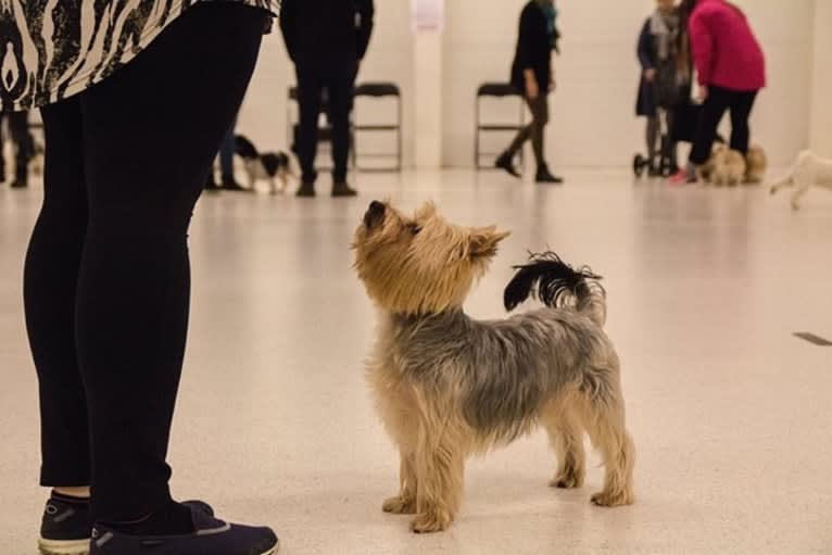 Bangsi, a Silky Terrier tested with EmbarkVet.com