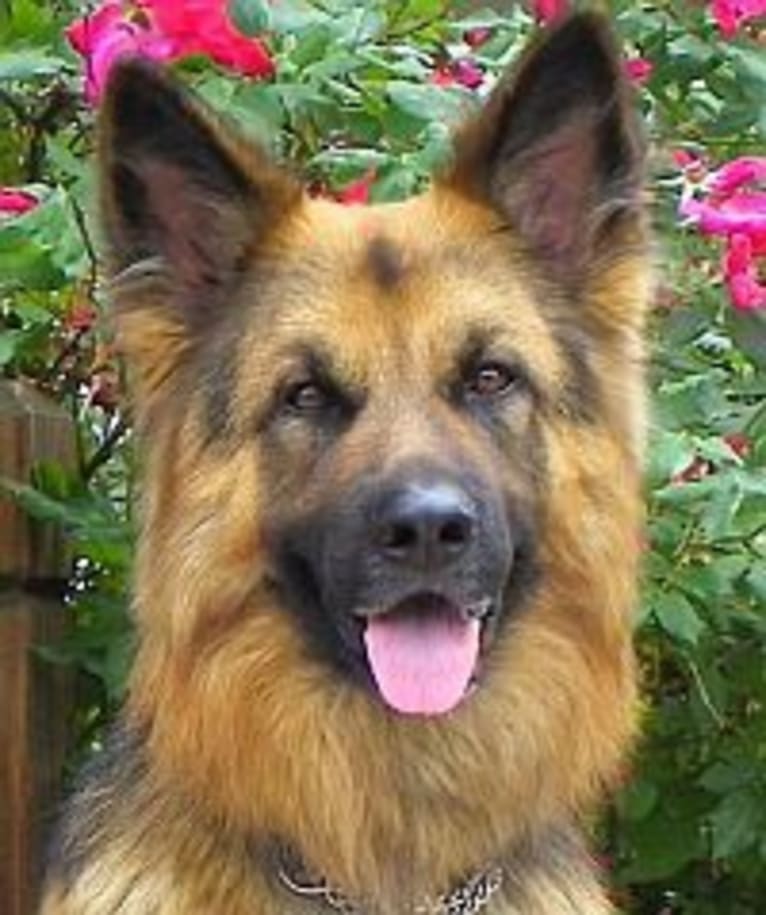 Kolby, a German Shepherd Dog tested with EmbarkVet.com