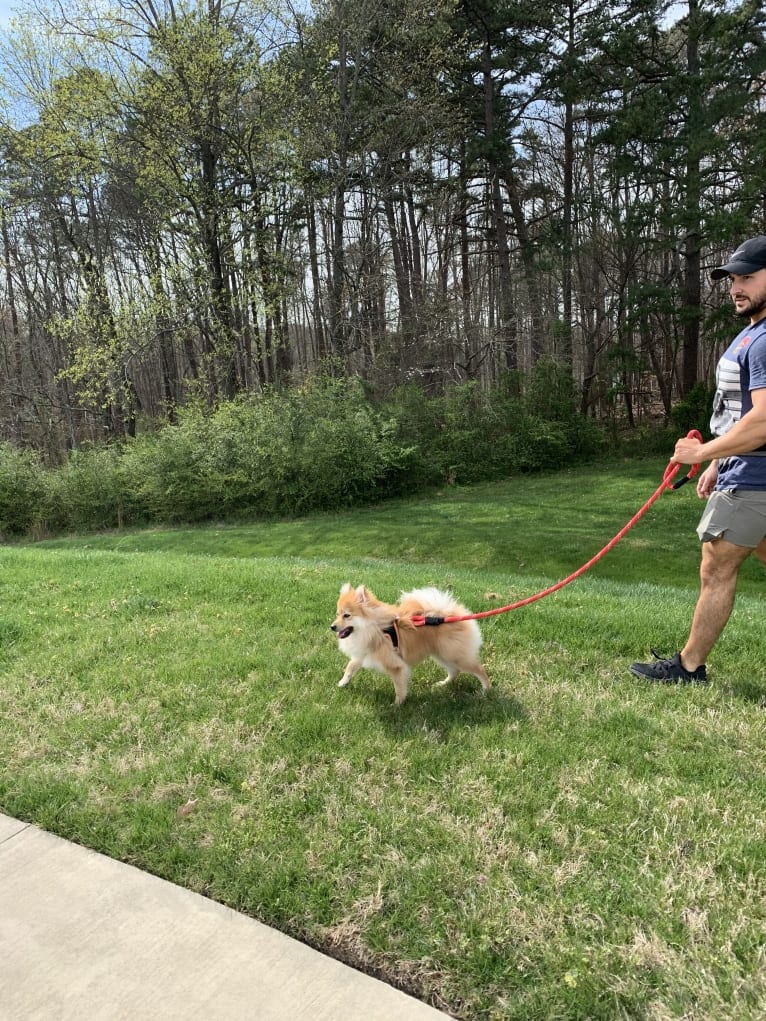 Tucker, a Pomeranian tested with EmbarkVet.com