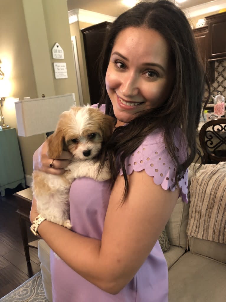 Emma, a Cavapoo tested with EmbarkVet.com