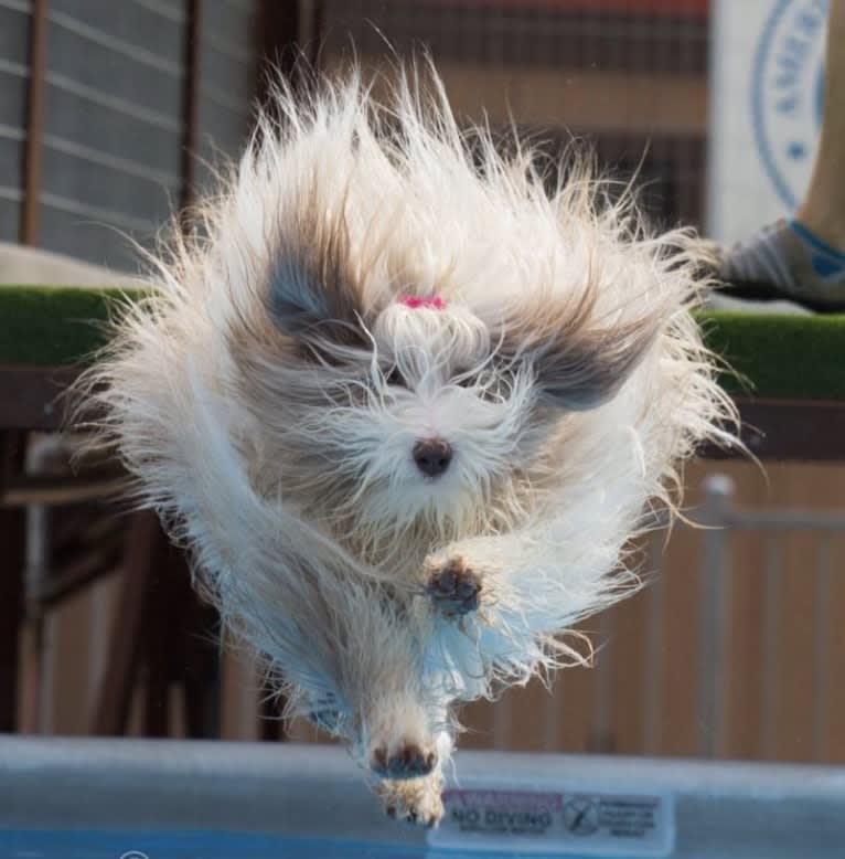 Spindrift Love Takes Wing, a Bearded Collie tested with EmbarkVet.com