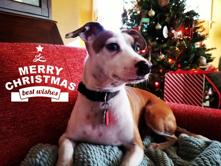 Klaus, an American Pit Bull Terrier and Chihuahua mix tested with EmbarkVet.com